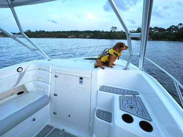 Dog on the end of a Crab Island Luxury Adventure Charter